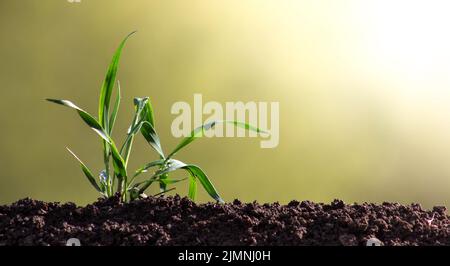 Germe de blé germé dans le sol en gros plan. La plante d'orge scintille avec des feuilles à la lumière du soleil. Banque D'Images