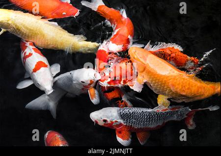 Vue de dessus poissons koï colorés Banque D'Images