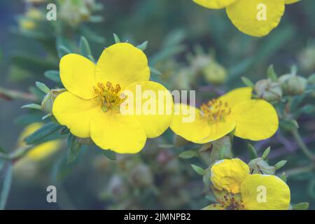 Les fleurs rondes jaunes de Dasiphora fruticosa frottent sur le fond des feuilles. Arbustes Potentilla dans le jardin. Arbustes d'ornement, haie. Plantes pour Banque D'Images