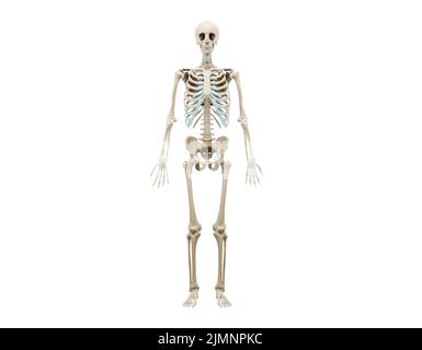3d a rendu l'illustration médicalement exacte d'un squelette humain. Banque D'Images