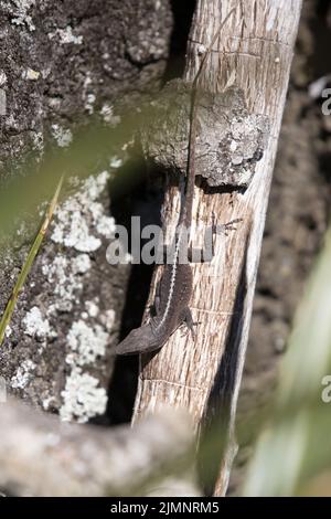 Anole verte en phase brune (Anolis carolinensis) tournant la tête pour regarder autour de lui comme le reste de son corps est complètement encore sur un arbre derrière hors de foyer Banque D'Images