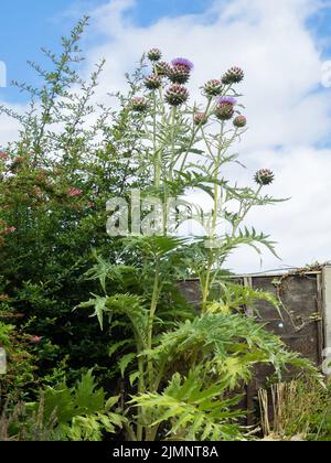 Un Cardoon Cynara cardunculus a également appelé le chardon artichaut cultivé dans le nord du Yorkshire, en Angleterre Banque D'Images