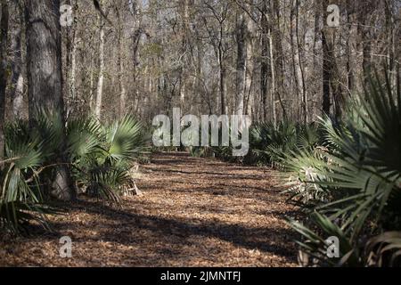 Chemin forestier bordé de plantes de Palmetto et recouvert de feuilles brunes Banque D'Images