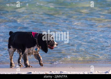 Un chien marche le long du bord de l'eau dans un parc pour chiens de Pensacola Beach en Floride. Banque D'Images