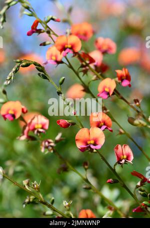 Fleurs orange et rose de la Pea de la flamme australienne, Chorizema cordatum. Endémique aux forêts d'eucalyptus du sud-ouest de l'Australie occidentale Banque D'Images