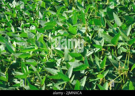 Culture fourragère et technique de glycine max sur le terrain. Entreprise agricole Banque D'Images