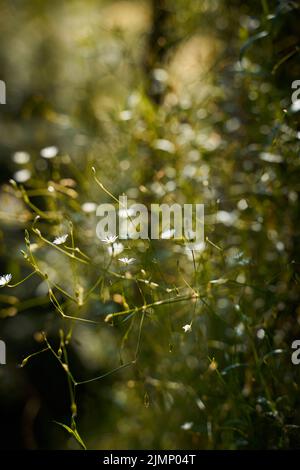 Photo d'art sombre et sombre avec de petites fleurs blanches sur fond vert foncé, lumière du soleil Banque D'Images