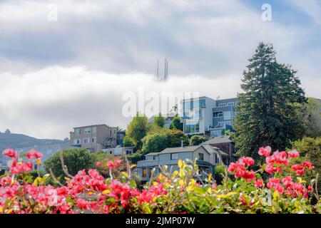 Vue à angle bas d'un quartier résidentiel incliné à San Francisco, Californie. Il y a une vue floue de bougainvilliers à l'avant de l'appartement Banque D'Images