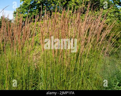 Panicules fleuris de l'herbe de plumes à roseau dure, Calamagrostis x acutiflora 'Karl Foerster' Banque D'Images