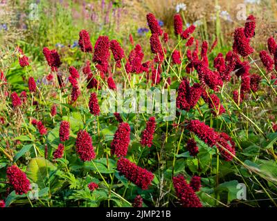 Têtes de fleurs d'été rouges de la bistous vivace, Persicaria ampelexicaulis 'Dikke Floskers' Banque D'Images