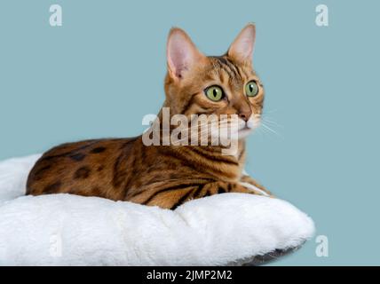Joli chat bengale reposant sur un oreiller blanc doux Banque D'Images