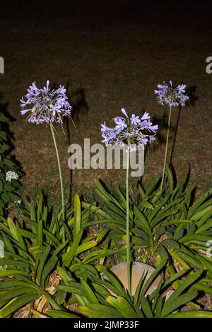 Agapanthus africanus en fleur Banque D'Images