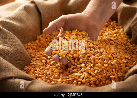 Homme caucasien montrant des cornes de maïs dans les mains de plus de sac de burlap Banque D'Images