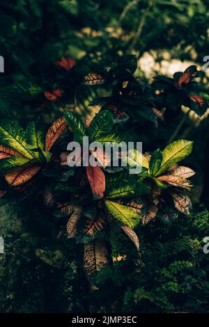 Croton (Codiaeum variegatum var. pictum), d'en haut Banque D'Images