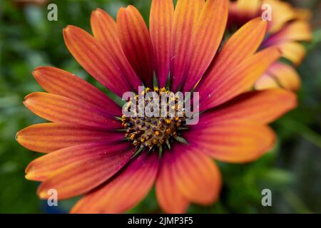 Osteospermum x soleil violet en fleur Banque D'Images