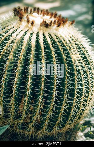 Cactus de forme ronde - Barel cactus. Banque D'Images