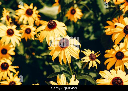 Champ de jaune Coneflow Echinacea paradoxa, Slovaquie Banque D'Images