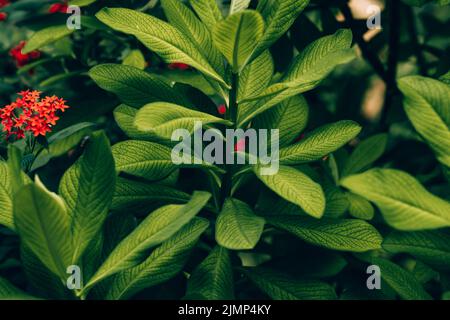 Bush africain du lait ; lat. : Euphorbia grantii Banque D'Images