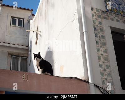 Chat urbain sur le toit de Lisbonne, terre cuite et carrelage Banque D'Images