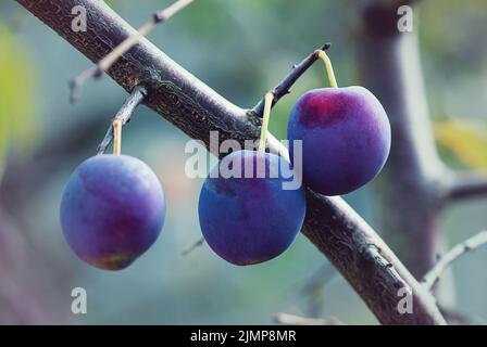 Prunes mûres sur branche de prune dans le jardin d'automne Banque D'Images