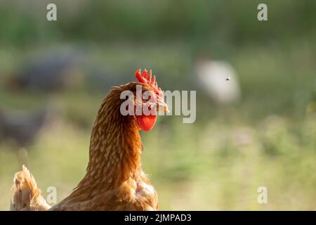 gros plan sur un fond vert d'une poule regardant un vol Banque D'Images