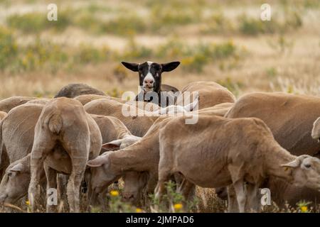 mouton noir regardant vers l'avant dans un troupeau de moutons Banque D'Images