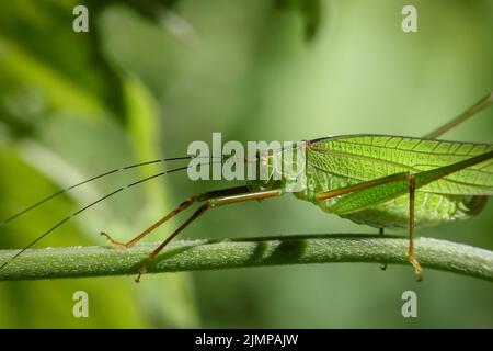 Grand sauterelle de forêt verte avec de longues antennes sur une feuille. Banque D'Images