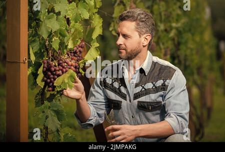 cultivateur couper les raisins avec des ciseaux de jardinage, vinedresser Banque D'Images