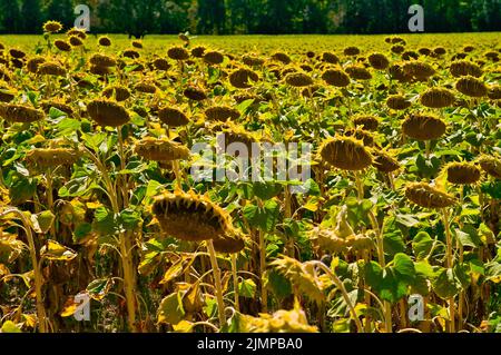 tournesols mûrs séchés sur un champ de tournesol en prévision de la récolte, des récoltes de champ et du ciel magnifique Banque D'Images