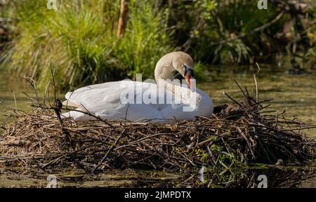 Un cygne blanc assis sur son nid dans l'eau Banque D'Images