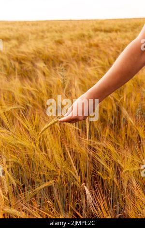 Femelle tenant main la pointe mûre de blé poussant dans un champ agricole récolte Banque D'Images