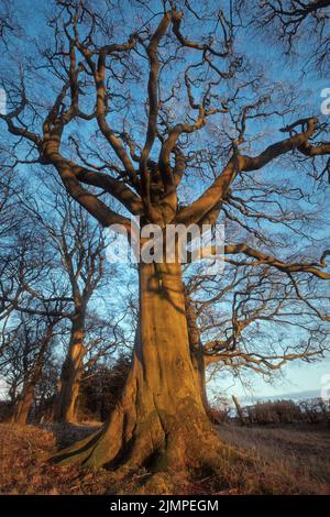 Un grand arbre éclairé par la lumière du coucher du soleil dans le parc. Beecraigs Country Park, West Lothian, Écosse. Banque D'Images