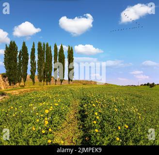 Israël. Champs de fleurs Banque D'Images