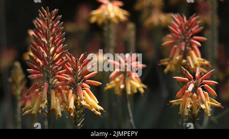 Un nénuphars d'aloès en fleur - coup dans un jardin en Égypte - c'était une usine locale de vera d'aloès - le nénuphar de torche est également appelé Red Hot Poker Banque D'Images