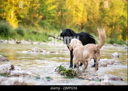 Deux chiens amicaux jouant avec un bâton au bord de la rivière dans une belle nature estivale. Banque D'Images