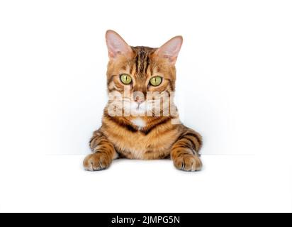 Chat Bengale suspendu sur un panneau vierge isolé sur fond blanc Banque D'Images