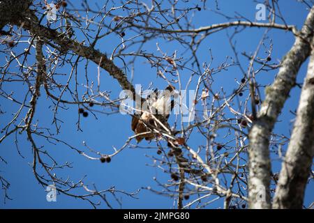 Jeune faucon à épaulettes (Buteo lineatus) regardant vers le bas de sa perche sur une branche d'arbre Banque D'Images