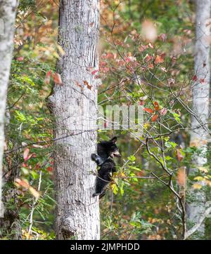 Jeune ours noir (Ursus americanus) sur un arbre dans le parc national des Great Smoky Mountains, en Caroline du Nord. Banque D'Images