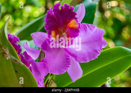 Vue rapprochée de la belle fleur d'orchidée Cattleya en fleurs. Banque D'Images