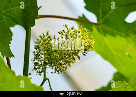 Gros plan sur les fleurs de raisin en train de se transformer en jeunes raisins. Banque D'Images