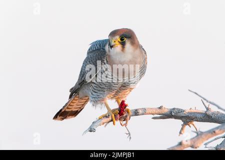 Faucon à col rouge, Falco chicquera, adulte unique perché dans un arbre et se nourrissant d'un oiseau, Parc national d'Etosha, Namibie, 13 juillet 2022 Banque D'Images