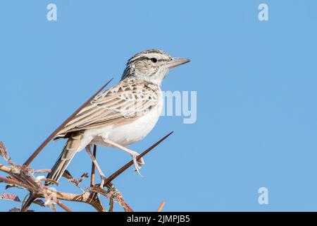 Sapota Lark, Calendulauda sabota, adulte unique perché sur le Bush d'acacia, Parc national d'Etosha, Namibie, 11 juillet 2022 Banque D'Images