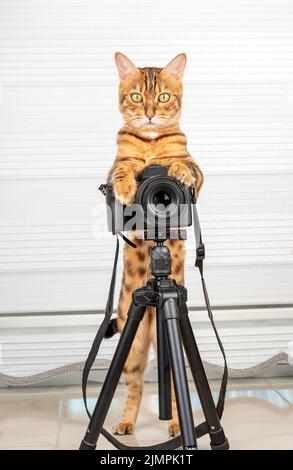 Un chat domestique drôle prend des photos avec un appareil photo reflex. Banque D'Images