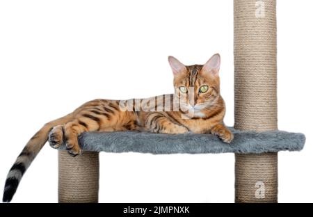 Grattage de la tige et chat bengale couché sur elle Banque D'Images