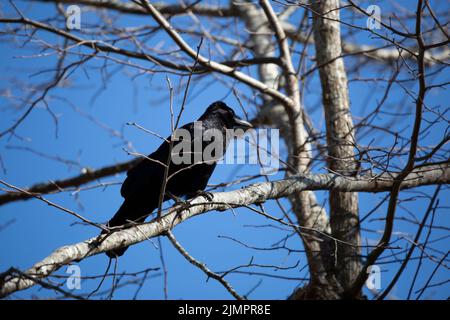 Le vent rouillé à travers les cheveux d'un corbeau de poisson (Corvus ossifragus) pendant qu'il regarde dehors Banque D'Images