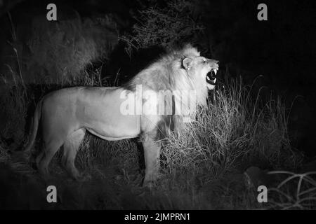 Lion, Panthera leo, image monochrome d'un homme adulte qui tourne dans la nuit sur une courte végétation, Parc national d'Etosha Namibie, 11 juillet 2022 Banque D'Images