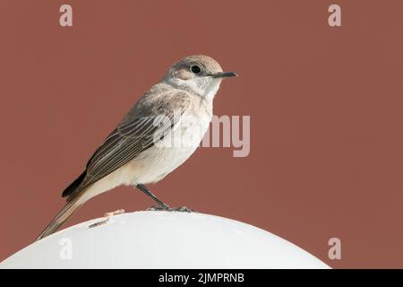 Marico Flycatcher, Melaenornis mariquensis, adulte unique perché sur un abat-jour artificiel, Luderitz, Namibie, 21 juillet 2022 Banque D'Images