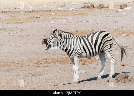 Zèbre des plaines, Equus quagga, appel individuel pour adultes, Parc national d'Etosha, Namibie Banque D'Images