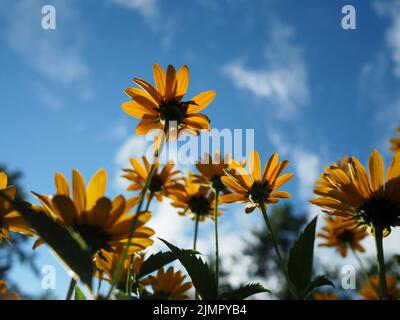 Des fleurs jaunes d'oeillet (Heliopsis helianthoides) silhouettées contre un ciel bleu dans un parc à Ottawa (Ontario), Canada. Banque D'Images