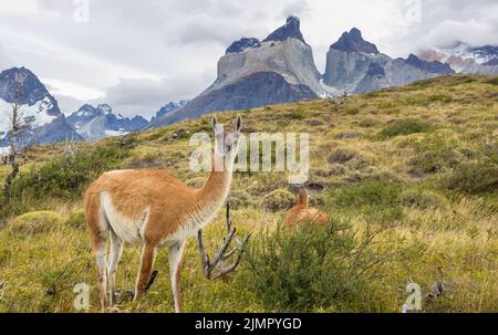 Guanaco Banque D'Images